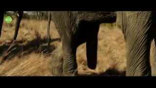 Elefante sex